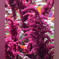 AMARANTO (Amaranthus sp.) - comprar online