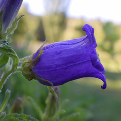 Farolillo CAMPANULA MEDIUM - comprar online