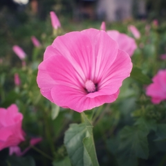 LAVATERA TRIMESTRIS en internet