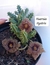 Huernia Hystrix com 4 astes ou mais