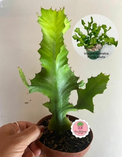 Euphorbia bougheyi pote tamanho 11