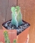 Euphorbia Polycantha ( aproximadamente 7 cm )