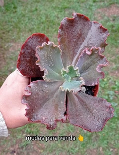 Gibbiflora Hibrida Rulosa Bordo ( da carúnculas) - comprar online