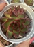 Echeveria Agavoides Frank Reinald dupla - vaso tamanho 9 -