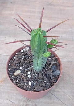 Euphorbia Enopla ( aproximadamente 12 cm ) espinho vermelho