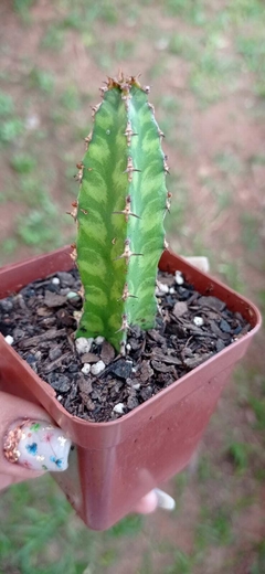 Euphorbia pseudocactus ( aprox 8 há 10 cm altura ) - comprar online