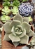 Echeveria Juliana vaso tamanho 9