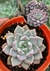 Echeveria Violet magic vaso tamanho 9