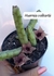 Huernia volkartii com 3 hastes ou mais