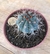 Melocactus Azureus (Raro) cacto bola azul - comprar online