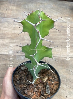 Euphorbia Grandicornis aproximadamente 17 cm altura
