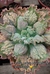 Echeveria Gibb. Verrugas pote tamanho 11 - comprar online