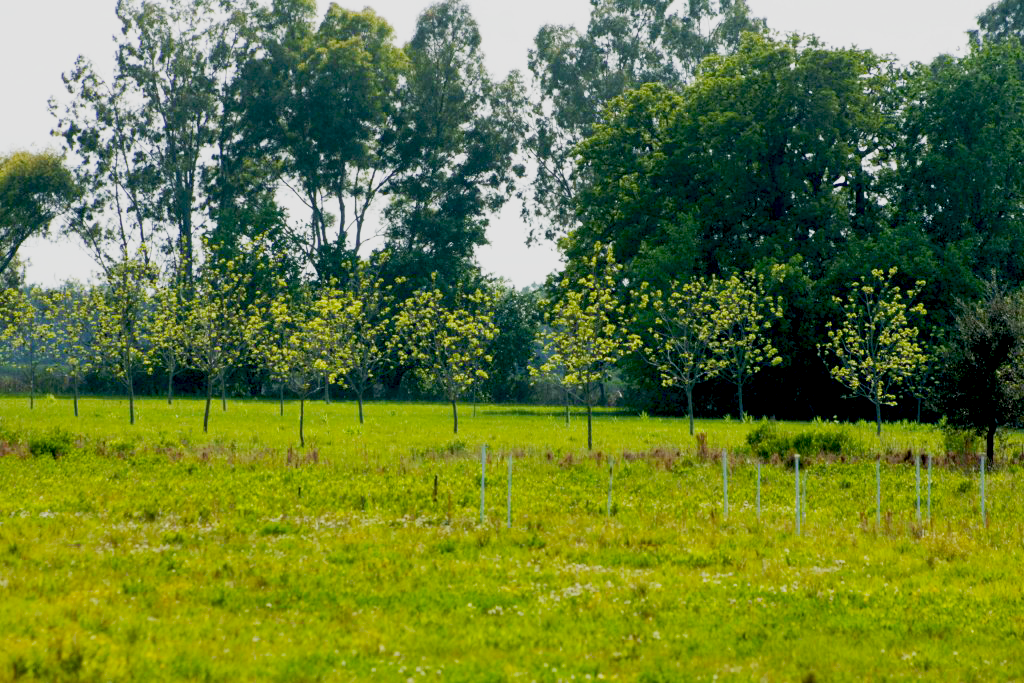 Conocé mas sobre el pampa orgánico