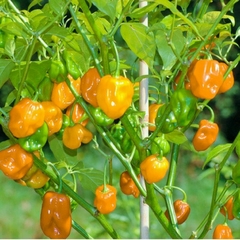 frutos de Pimenta de Cheiro 