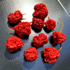 10 Frutos de Pimenta Carolina Reaper desidratada - A pimenta mais forte do mundo - Chilli Brothers Pimentas: Uma Experiência Gastronômica