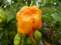 12 sementes de Pimenta 7pot Primo Yellow Chilli Brothers