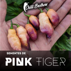 12 sementes de Pimenta Pink Tiger Chilli Brothers