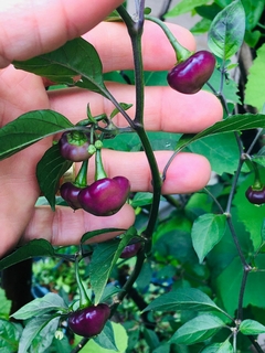 12 sementes de Pimenta Bode Roxa Chilli Brothers