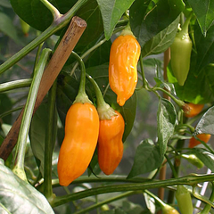 sementes de Pimenta Andina Chilli Brothers