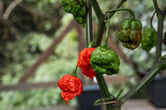 50 Sementes de Pimenta Carolina Reaper - PIMENTA MAIS FORTE DO MUNDO na internet