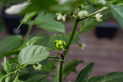 Imagem do 50 Sementes de Pimenta Carolina Reaper - PIMENTA MAIS FORTE DO MUNDO