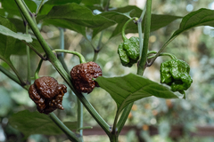 12 sementes de Pimenta Carolina Reaper Chocolate - PIMENTA MAIS FORTE DO MUNDO