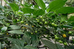12 sementes de Pimenta Aji Charapita na internet