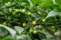 12 sementes de Pimenta Aji Charapita - loja online