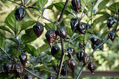 12 sementes de Pimenta Black Panther - Chilli Brothers Pimentas: Uma Experiência Gastronômica