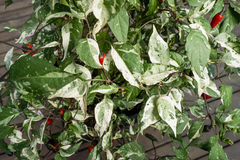 12 sementes de Pimenta RH Lilac - comprar online