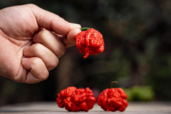 12 Sementes de Pimenta Carolina Reaper - PIMENTA MAIS FORTE DO MUNDO na internet