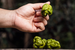 12 sementes de Pimenta Carolina Reaper Mustard - PIMENTA MAIS FORTE DO MUNDO na internet