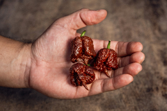 12 sementes de Pimenta Carolina Reaper Chocolate - PIMENTA MAIS FORTE DO MUNDO - comprar online