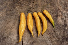 12 sementes de Dedo de Pimenta Moça Yellow na internet