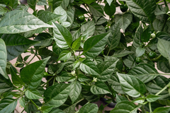 50 Sementes de Pimenta Carolina Reaper - PIMENTA MAIS FORTE DO MUNDO