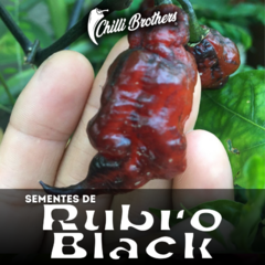 12 sementes de Rubro Black Chilli Brothers