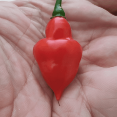 12 sementes de Pimenta Piãozinho - comprar online