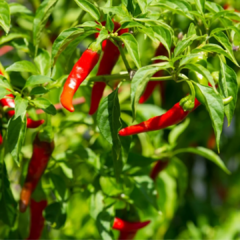 12 sementes de Pimenta Cayenne - comprar online