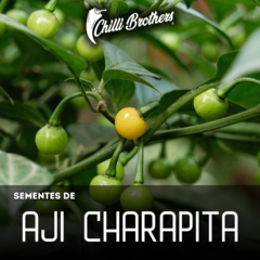 12 sementes de Pimenta Aji Charapita