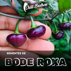 12 sementes de Pimenta Bode Roxa Chilli Brothers