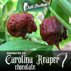 12 sementes de pimenta Carolina Reaper Chocolate - PIMENTA MAIS FORTE DO MUNDO Chilli Brothers
