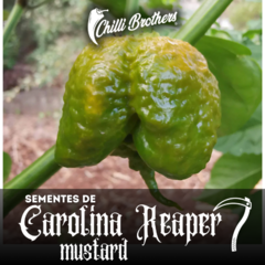 12 sementes de Pimenta Carolina Reaper Mustard - PIMENTA MAIS FORTE DO MUNDO Chilli Brothers