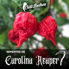 50 Sementes de Pimenta Carolina Reaper - PIMENTA MAIS FORTE DO MUNDO