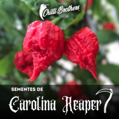 12 Sementes de Pimenta Carolina Reaper - PIMENTA MAIS FORTE DO MUNDO Chilli Brothers