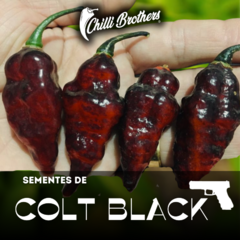 12 sementes de Pimenta Colt Black Chilli Brothers