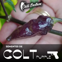 12 sementes de Pimenta Colt Purple Chilli Brothers