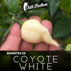 12 sementes de Pimenta Coyote White Chilli Brothers