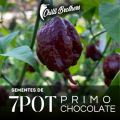 12 sementes de Pimenta 7pot Primo Chocolate Chilli Brothers