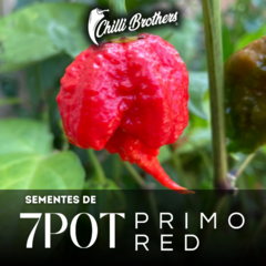 12 sementes de Pimenta 7pot Primo Red Chilli Brothers