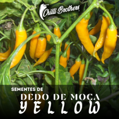 12 sementes de Dedo de Pimenta Moça Yellow Chilli Brothers